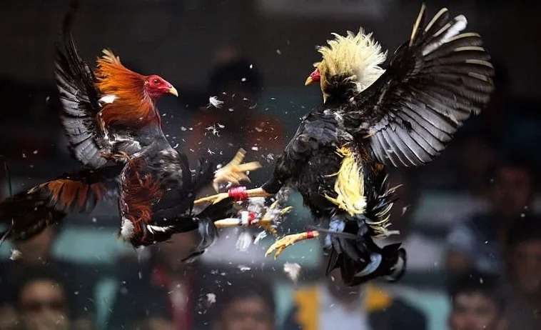 Bí Quyết Chơi Đá Gà Sabong Tại S666: Nắm Chắc Luật, Thắng Lớn