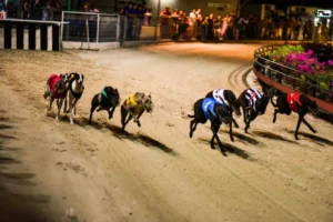 Hướng Dẫn Cách Chơi Game Nhanh Đua Chó Tại S666 Cực Dễ Thắng