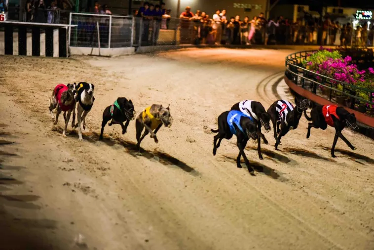 Hướng Dẫn Cách Chơi Game Nhanh Đua Chó Tại S666 Cực Dễ Thắng 1 Hướng Dẫn Cách Chơi Game Nhanh Đua Chó Tại S666 Cực Dễ Thắng