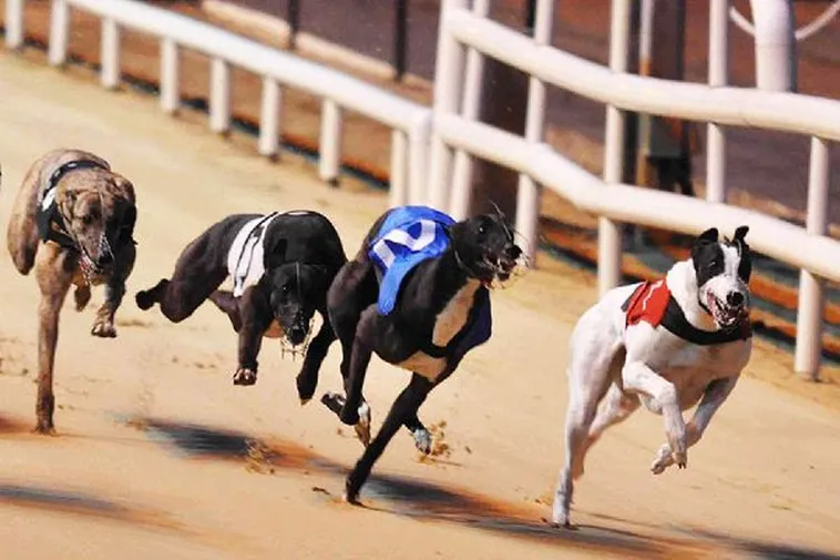 Hướng Dẫn Cách Chơi Game Nhanh Đua Chó Tại S666 Cực Dễ Thắng 2 Hướng Dẫn Cách Chơi Game Nhanh Đua Chó Tại S666 Cực Dễ Thắng